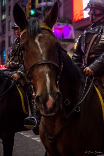 New York Police Department Mounted Unit in Times Square